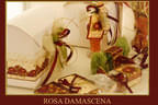 Rosa Damascena Bild 18